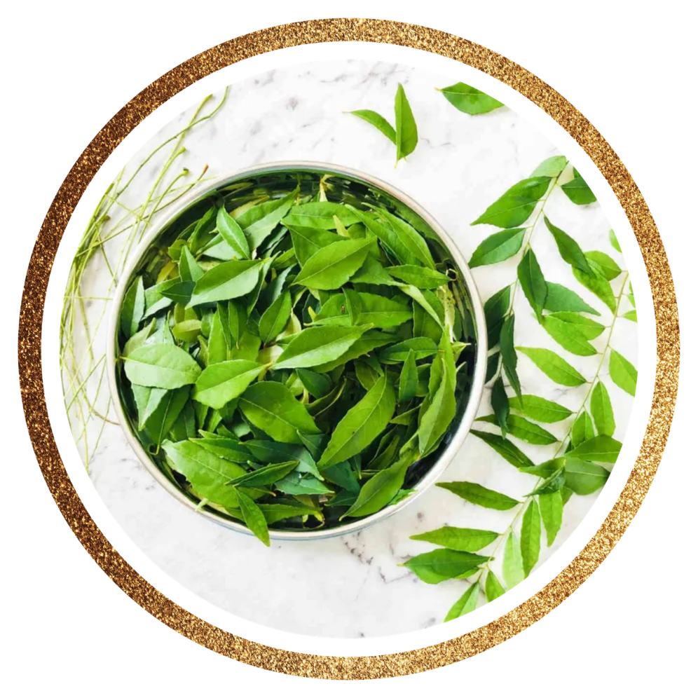 Curry Leaves — Bergera koenigii