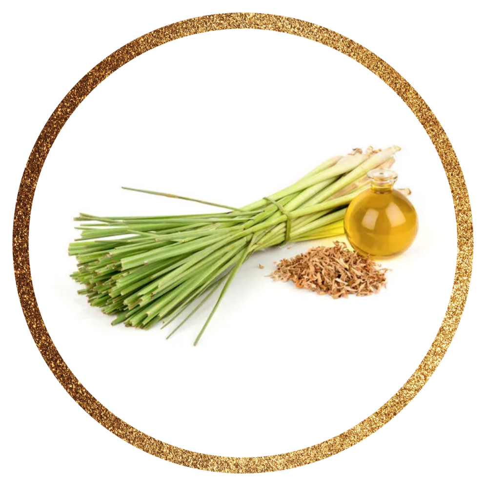 Lemongrass — Cymbopogon citratus