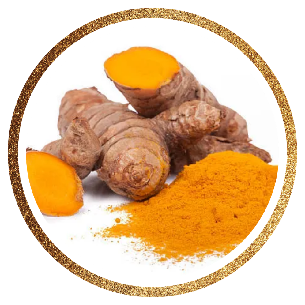 Turmeric — Curcuma longa